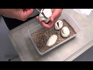 Ball Python Clutch GHI x Mojave Spider!