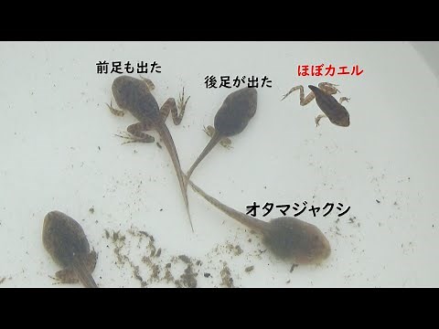 もうすぐカエル！オタマジャクシの成長【ヤマアカガエル】