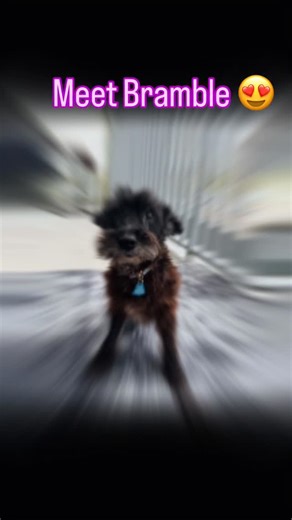 Looking for reasons not to adopt Bramble? Well, she’s 7–8 years old — so obviously no one wants a laid-back, chill, easy-peasy gal who’s still playful and young at heart. 🙄 She’ll steal all your compliments (forget your cute outfit, she’s the real showstopper 💁‍♀️🐾), turn you into a total couch potato with her endless snuggles 😏🛋️, and actually likes walks and other dogs — yuck, the outdoors. 🚶‍♀️🐕 Oh, and she’s crate and potty trained… because who wouldn’t prefer cleaning up puppy puddle