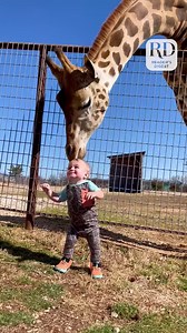 24K views · 166 reactions | Cute Giraffe Gives Baby Smooches! | Reader's Digest | Facebook