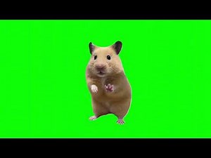 Dancing Hamster | Meme Green Screen