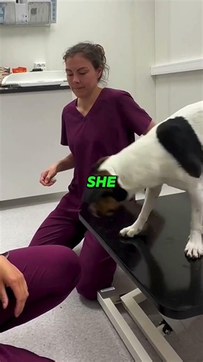I did NOT expect a vet to do this🥺