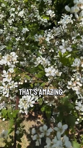 Let’s also talk about how to distinguish the invasive Multiflora Rose (Rosa multiflora) from some of our native wild roses like Climbing Rose (Rosa setigera) and Swamp Rose (Rosa paulustris). The native roses tend to have pink coloration to their petals vs multiflora’s white petals. The stipules (where the compound leaf meets the stem) of the invasive rose tend to have bristly teeth whereas the native roses tend to be smooth! Hope this helps you to better distinguish and thus remove invasive mul