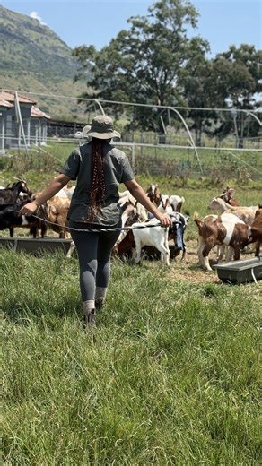 Life as a Goat Farmer: Daily Adventures and Insights
