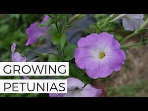 How to Grow Petunia from Seed (with full updates)