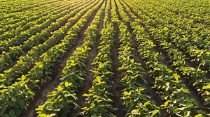 11 reactions | Did you know? The Michigan Foundation for Agriculture supports programs such as ProFILE, Michigan Young Farmers Program, Michigan Ag in the Classroom, Youth and Collegiate discussion meets? If you'd love to be part of ProFILE, stay tuned...registration is coming in spring 2021. | Michigan Farm Bureau | Facebook