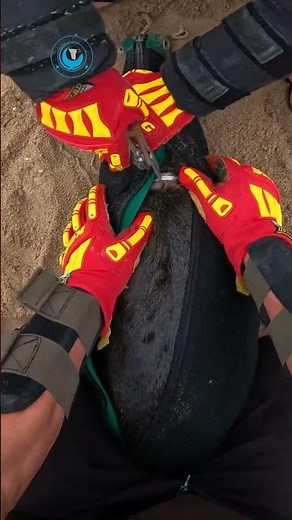 Baby Seal Saved From Plastic Strap #shorts