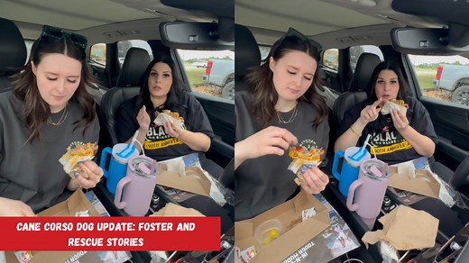 Cane Corso Dog Update: Foster and Rescue Stories