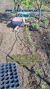Planting Lippia Citriodora - Aloisia, Citronella: The aroma of lemon in your garden! #nature #gar...