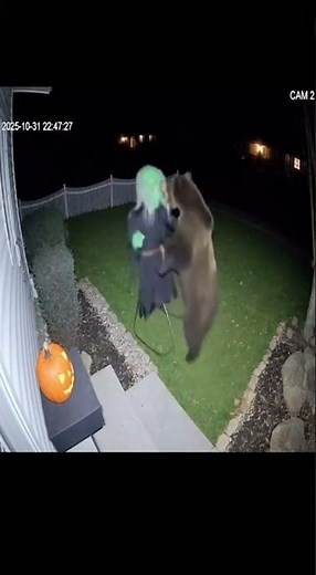 Halloween - bear vs witch security camera #bears #bear #halloween