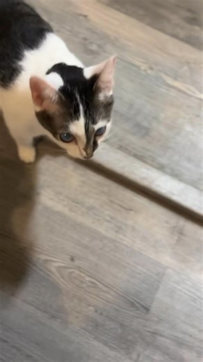 1.2K views · 40 reactions | Meet Sweet Split!  Can you see past Split's cloudy eyes to the beautiful soul within? This little sweetheart is named Split because of her unique black-and-white markings, but her real charm is her gentle, loving nature. She's ready to find her forever family ! #AdoptDontShop #CatAdoption #SpecialNeedsCat #RescueCat #FureverHome #AdoptionIsLove #SplitTheCat | Beyond Nine Cat Rescue Inc. | Facebook