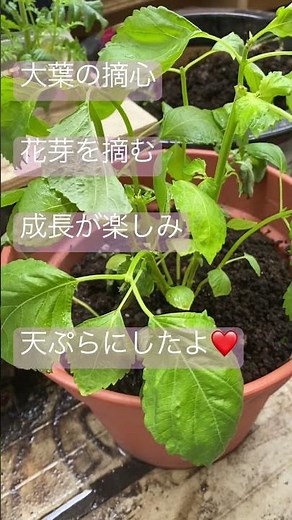 大葉の摘心【大葉栽培】#ひとり暮らし #ベランダ菜園 #大葉の育て方