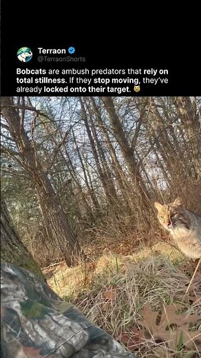 Pure predator instinct in one video