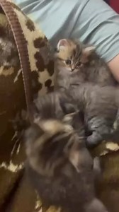 Nosotros también fuimos jóvenes. #nala #simba #tarzan #fyp #parati | Iratxe Ociveg