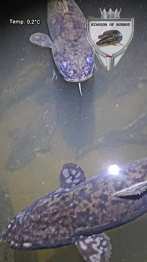 Klenot našich vod o který pečujeme už více než 10 let 🙏🇨🇿🐟 Víte co jsou to ty prapodivné tečky na těle/hlavě mníku?? ...................... Treasure of CZ water what we farm more than 10 years. Do you know what are the white dots placed on burbots head/body ? | Ryby-Vlček