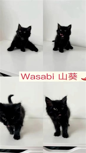 Meet Wasabi: Not Spicy, Just Sweet🌶️🐾 Wasabi, my little “spice” who turned out to be the sweetest kitten in the entire litter. His name comes from wasabi, the Japanese word for spicy green horseradish, but this boy has absolutely zero spice. Instead, he’s gentle, affectionate, and melts into your arms. Wasabi has the most beautiful black fur, but look closely — his paws have a unique silver shimmer that makes him look magical. He purrs louder than any of his siblings, and the moment you touch 