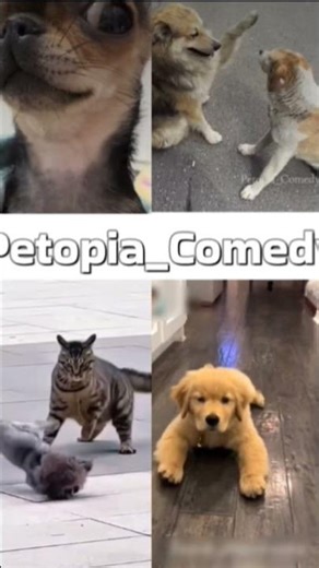 animal talking like humans 😂 funny animal voice over #funnyanimal #funnydog #animalcomedy #cowshort