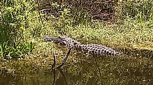 'Big Daddy' alligator spotted at Kennedy Space Center day before Falcon Heavy launch