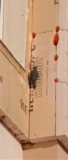 How do I get rid of a woodpecker that's destroying insulation?
