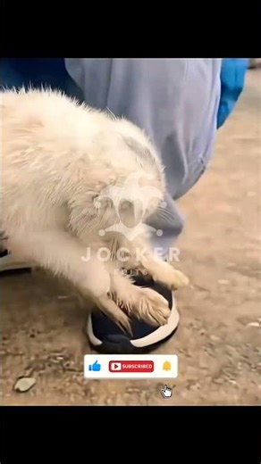 Kitty love #humanity #trendingshorts #unity #fun #kitten #cat #Jockeredits