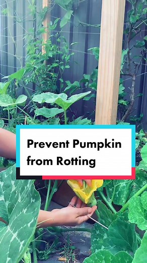 Tips for Preserving Pumpkins and Preventing Rotting