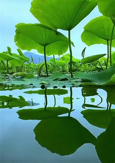 Frog Croaking 🐸 | White Noise