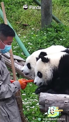 Quick Question! Why Is This "Carrot" Spinning On Its Own? | iPanda #shorts