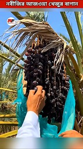 376K views · 21K reactions | Ajwa dates garden of Nabi Muhammad Saw Madina #shorts #facts #nabi #nabimuhammadsaw #dates #datesgarden #madinah | Ridwan Facts | Facebook