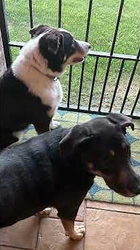 Joe Knows Better - Buying Pets Online