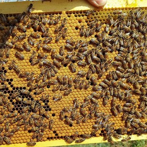 4.9K views · 91 reactions | To reserve our Queen Bees please visit us: International: www.apis-donau.com Romania: www.apis-donau.ro #honeybees #apiary #bees #apiculture #apicultura #honey #beekeeping #queenrearing #apicoltura #queenbee #imkerei #miel #beeswax #beesofinstagram #seabees #beeston #lovebees #beestrong #saveourbees #savebees #beeswarm #apiary #pollination #beekeepinglife #urbanbeekeeping #ilovebeesandhoney | Apis Donau 1905 | Facebook