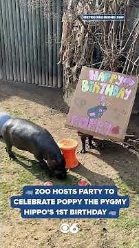 Zoo hosts party to celebrate beloved pygmy hippo Poppy's 1st birthday