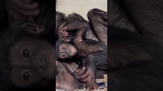 Baby bonobo shows heartwarming playful and curious behavior
