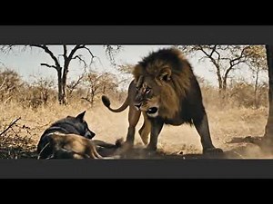 Lion vs Wolf Epic Jungle Fight in African Wilderness