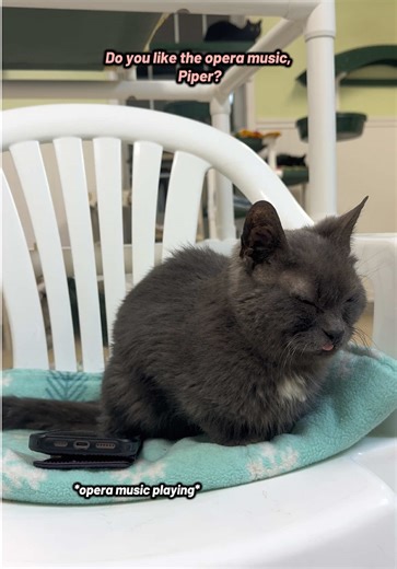 Celebrating Happy Cat Day: Joyful Moments with Cats