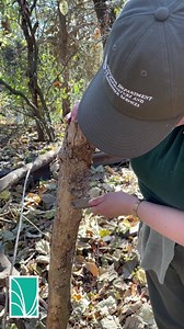Spotted Lanternfly nymphs emerge from their eggs in early spring. Learn what the egg masses look like and how to squish these invasive pests before they emerge! | Virginia Department of Agriculture and Consumer Services