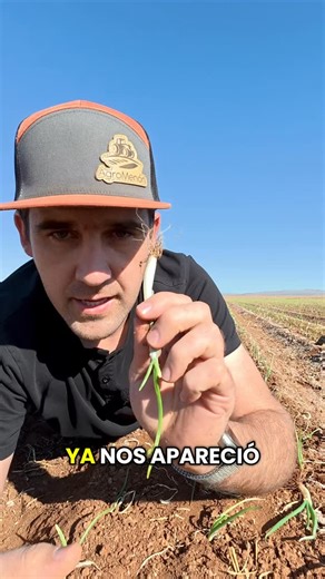 Franz Loewen Fehr on Instagram: "Primer problema del ciclo en la cebolla, hay raíz rosada! #enfemedad #cebolla #2026"