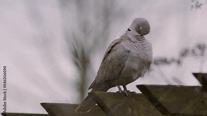 mourning pigeon collared dove european small dove pigeon