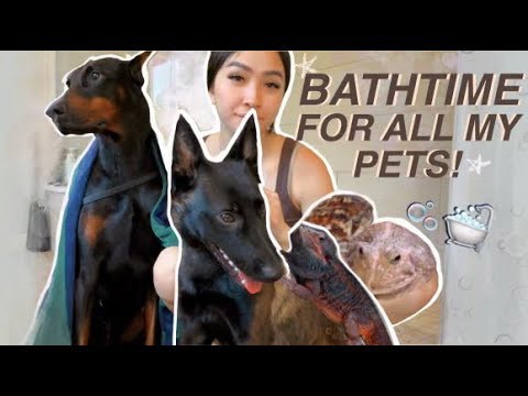 Bathing 11 Pets at Once—The Hilarious Struggle Is Real