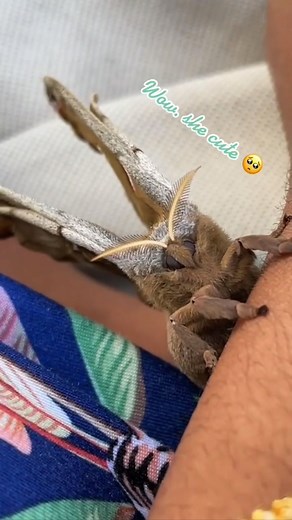 ‎Tala (طلا) 🇮🇷🇧🇧‎ on Instagram: "Thinking about her again so I figured I’d share this on here 🦋 I met this giant silk moth last year on my driveway and I had no idea that she’d change my life. At the time I was absolutely terrified of insects and didn’t even know that giant moths existed. For some reason I sat next to her and watched her for a while until a breeze knocked her off the car tire and she began making her way towards me. But instead of shooing her away, I let her climb up my han
