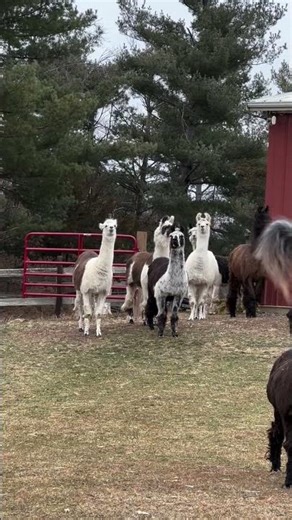 LLAMA PARADE! Fluffy Giants Marching Straight Toward You (Heart Melting!) 🦙❤️