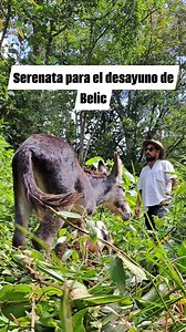 Belisario aprecia un buen bolero a la hora del concentrado. Artista: Nat King Cole Canción: María Elena . #biodiversity #bolero #donkey #doglover #montañas #caminodemontaña #asno #biologia #colombia #boyaca | Anarcoestesis