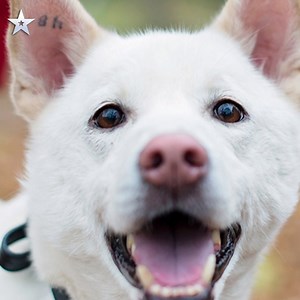 Amanda and Miracle moved us all with their magical performance. What a special little dog Miracle is 🐶✨ | Britain's Got Talent