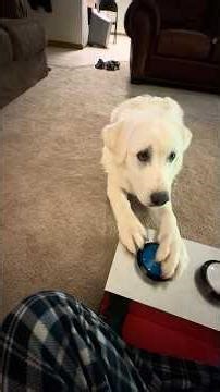 I think she’s already getting the hang of my DIY Dog Communication buttons.