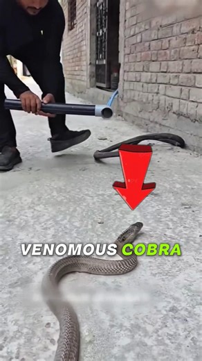 Cobra Breaks Into House… Boy’s Smart Move Saves the Day 😳🐍 #Shorts