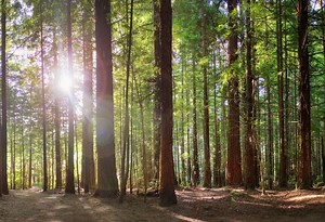 5K views · 89 reactions | Explore New Zealand's giant Redwood Forest...