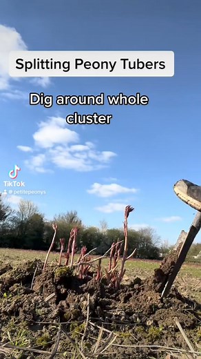 31K views · 131 reactions | Splitting peony tubers | Petite Peonys | Facebook