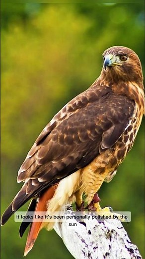 The Red-Tailed Hunter’s Tail Reveals a Secret Strength. #entertainment #wildlife