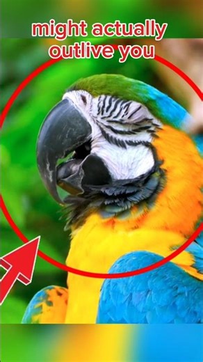 Parrots Can Live 80 Years 😳 | Amazing Animal Facts #parrot #animalfacts