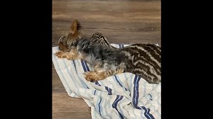 Baby Emu Cuddles With Yorkie