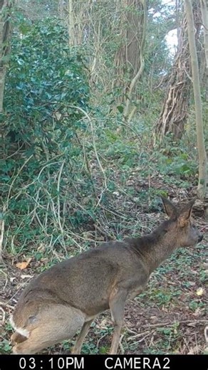 Roe deer urinating